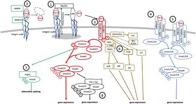 Transforming Growth Factor-β: An Agent of Change in the Tumor Microenvironment